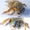Anthophora plumipes